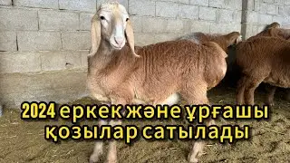 Марат аға қой шаруашылығы