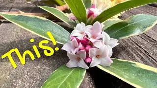 The Beautiful #Daphne is an evergreen winter bloomer! #gardenmagik