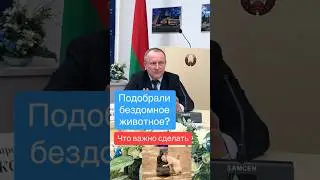 Что важно сделать,если подобрали животное? 