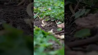 10 Fascinating ant Facts for Kids | Fun and Educational Discover the World of Ants #ants #antsfacts