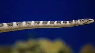 10 Most Venomous Animals in the World