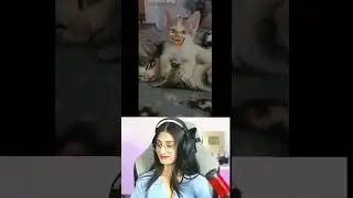 Bhen chudan de / payal gaming reaction funny video 🤣 / Payal gaming / Omegle #shorts
