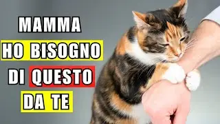 7 regole segrete che il tuo gatto si aspetta da te
