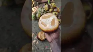 Ice Apple 🌴 பனை நுங்கு நன்மைகள் | Palm Fruit | நுங்கு 