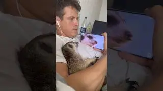 Моня и Сурикаты👀