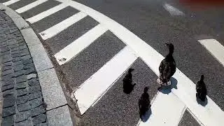 saving the ducks)