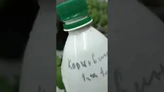 Рассада томатов подросла - что делаем дальше.#томаты