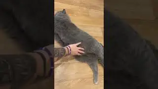 Пузико для счастья