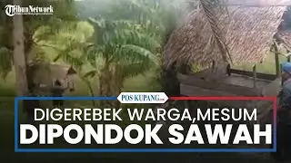 Dua Sejoli Mesum Di Gubuk Sawah, Digerebek Warga Desa Sidomulyo Seluma Bengkulu