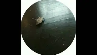 Майский жук 
