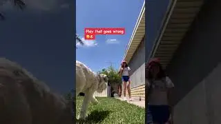 I just want to play with him 🤭🐶 #schnauzer #shorts