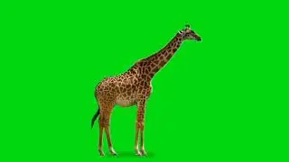 Giraffe walking looking on green screen