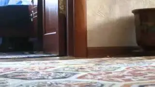 Кот и кошка   Смешное видео