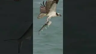 Osprey gets tangled in fishing line and tumbles out of the sky into the ocean. 