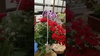 Шикарный сорт вербены