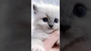 #cat
