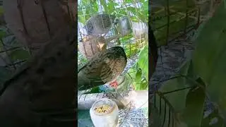 beautiful dove sounds 