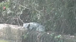 Гоа, Индия Крокодил лежит у дороги. Крокодил загорает) Супер видео! Смотреть всем!)))
