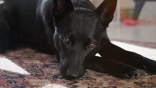 Australian Kelpie - All About the Breed