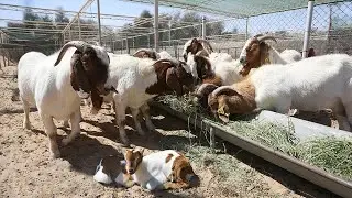 You Won't Believe This! Here's the actual filming of Mama Goat delivering a kid!