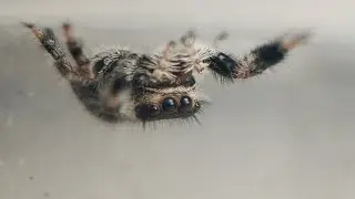 Are Spiders Cute?? - BMPCC 4K