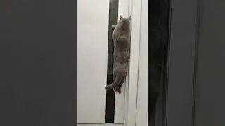 Как котик открывает закрытую дверь