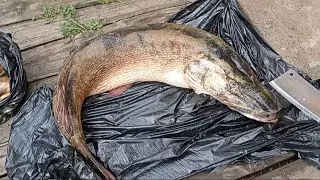 Люблю я этих МОНСТРОВ 😋