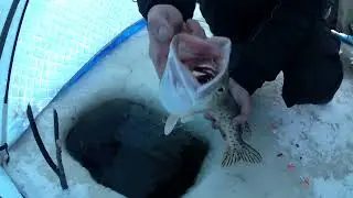рыбалка на амуре 5.12.23