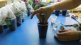 КАК ВЫРАСТИТЬ РОЗУ ИЗ БУКЕТА !