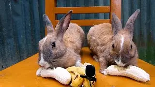 Rabbit eating banana । funny video