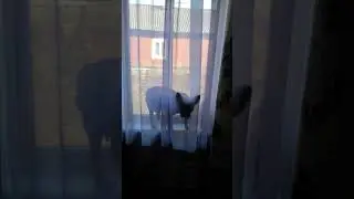 Французский поёт песни