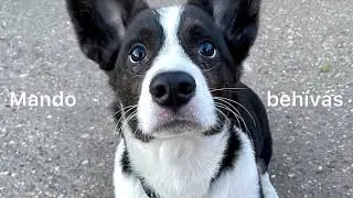 Mando behívás