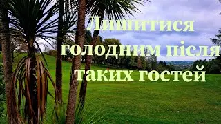Про ірландські гості