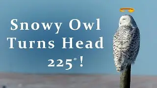 Snowy Owl Turns its Head More Than 180 Degrees!