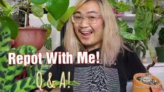 Repot with me! | Aglaonema Pictum Tricolor x Rotundum,  Pilea Peperomiodes and more!