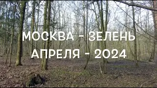 Москва   зелень апреля   2024