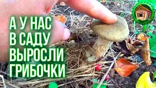 🍒GREW MUSHROOMS IN THE GARDEN. Pruning Currant. Preparing the garden for Winter