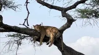 Lions of Lake Ndutu