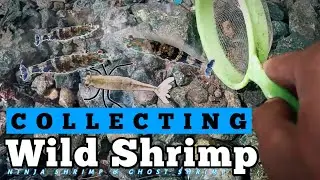 Collecting WILD Shrimps | ninja & ghost in the wild