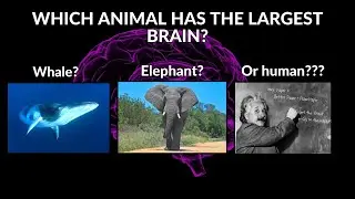 Fun Animal Quizzes: How Much Do You Know About Animals?