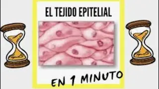 Tejido Epitelial (parte 1)
