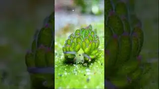 Мультяшная морская овечка