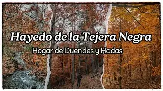 LA MAGIA 🧚 DEL OTOÑO 🍁 HAYEDO ENCANTADO 🧙‍♂️