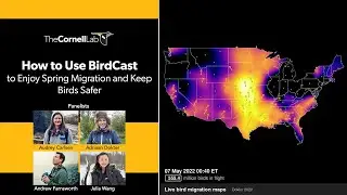 How to Use BirdCast to Enjoy Spring Migration and Keep Birds Safer