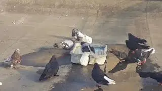 Жизнь голубей.