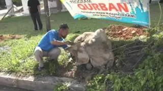 Mudahnya Menyembelih kuban bagi tahun ini Alhamdulillah