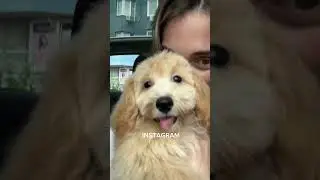 Не узнала собаку после первой стрижки😂❤️