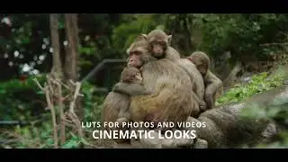 CINEMATIC Film LUTS PACK for Videos and Photos