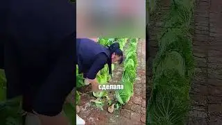 Почему овощи растут лучше в кирпичах? 🤔🧱