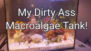 My dirty ass Macroalgea tank! Nano Reef Builder.